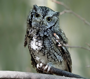 Screen Shot 2023 02 20 at 4 12 02 PM