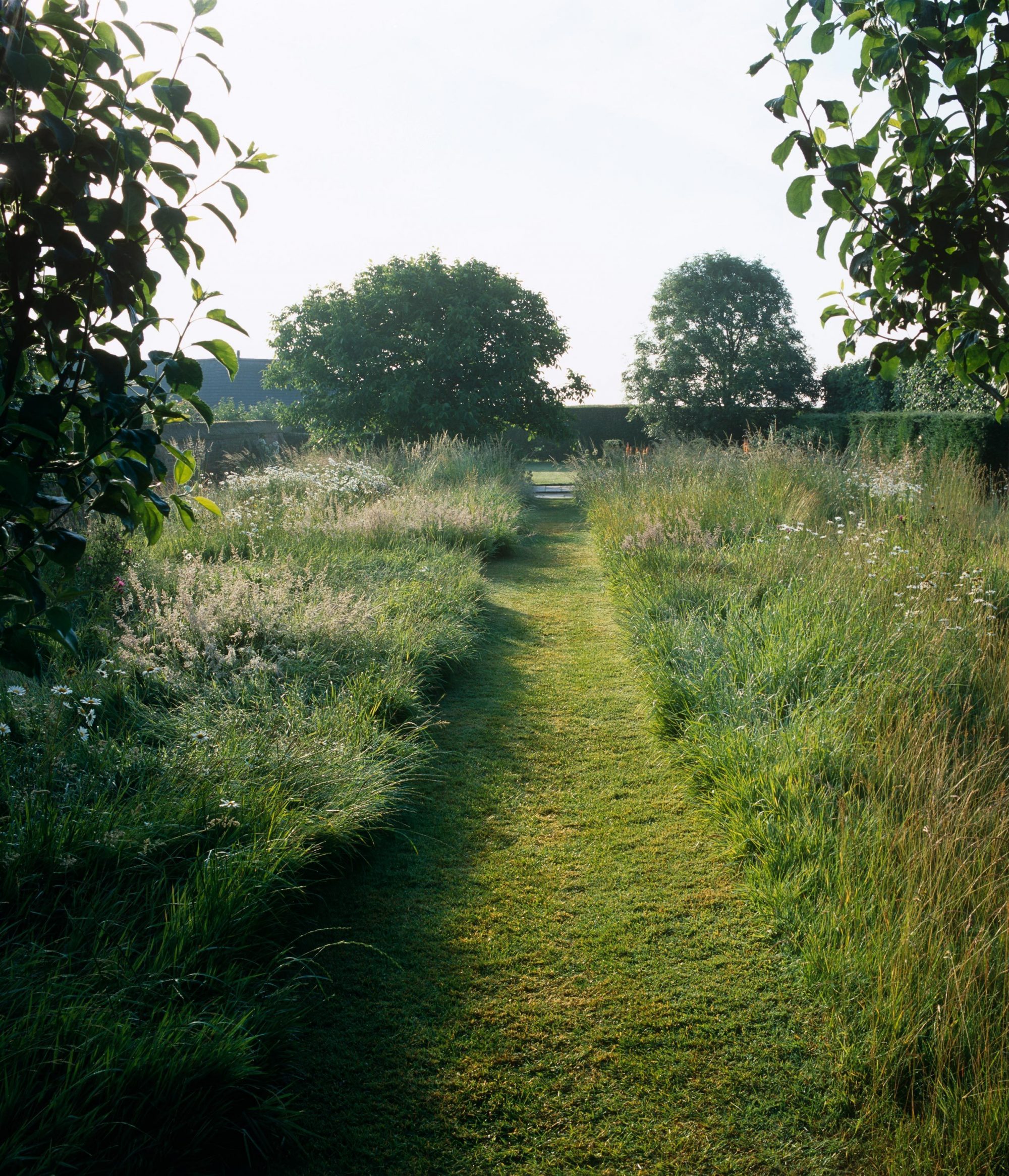 A walking path cut through tall grass.