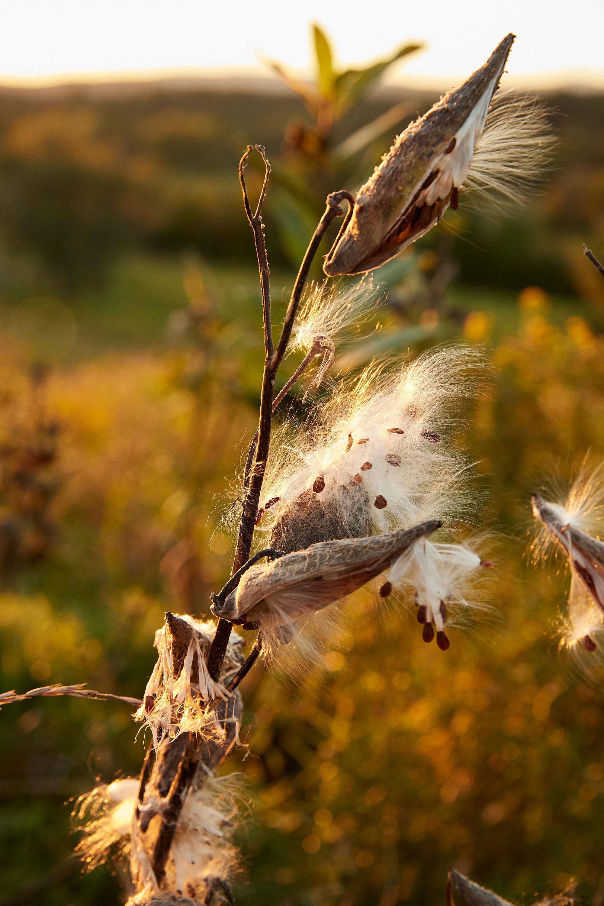 Flora and Plants at INNESS